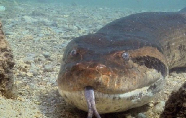 Μέχρι και οι κροκόδειλοι το έβαλαν στα πόδια: Γιγαντιαίο ανακόντα βγήκε για κυνήγι – Βίντεο